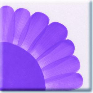 Cyclamen