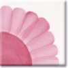 Pink Rose