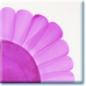 Pink Rose