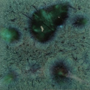Peacock Green - Mayco