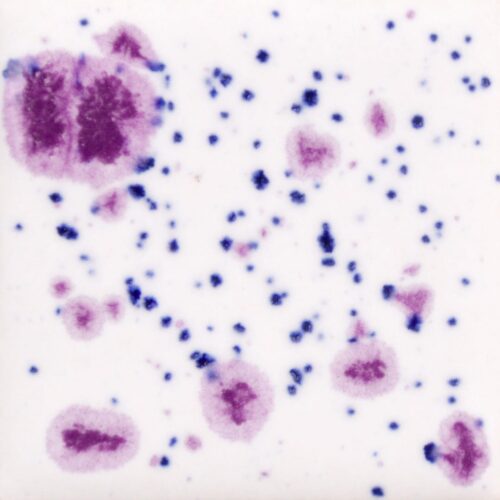 Home 27 Frosted Berries - Mayco