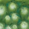Spotted kiwi