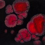 Black opal - Mayco