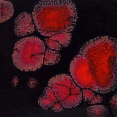 Black opal - Mayco