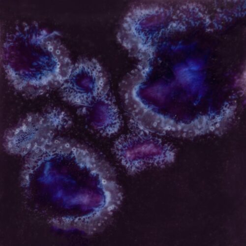 Royal Fantasy - Mayco