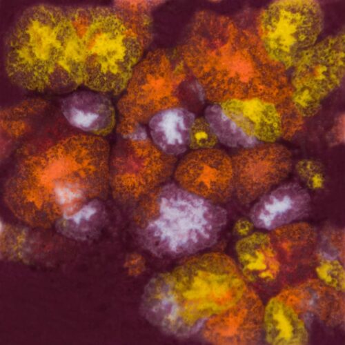 Floral Fantasy - Mayco