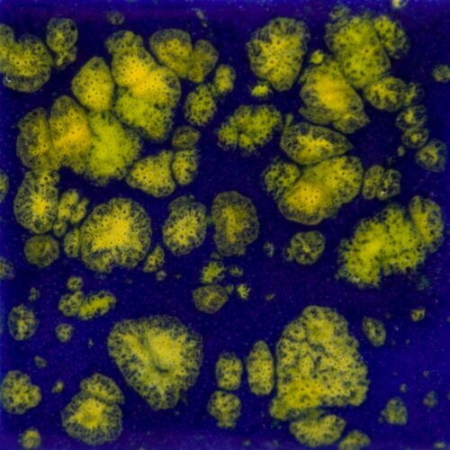 Home 31 Starry Night - Mayco