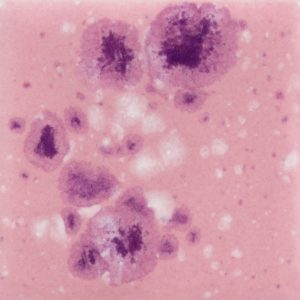Pink Plum - Mayco