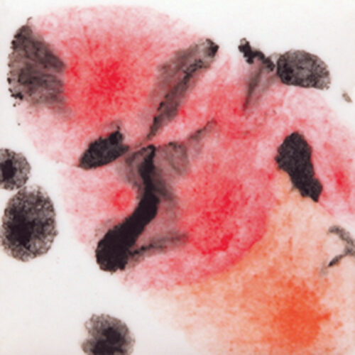 Poppy Fields - Mayco