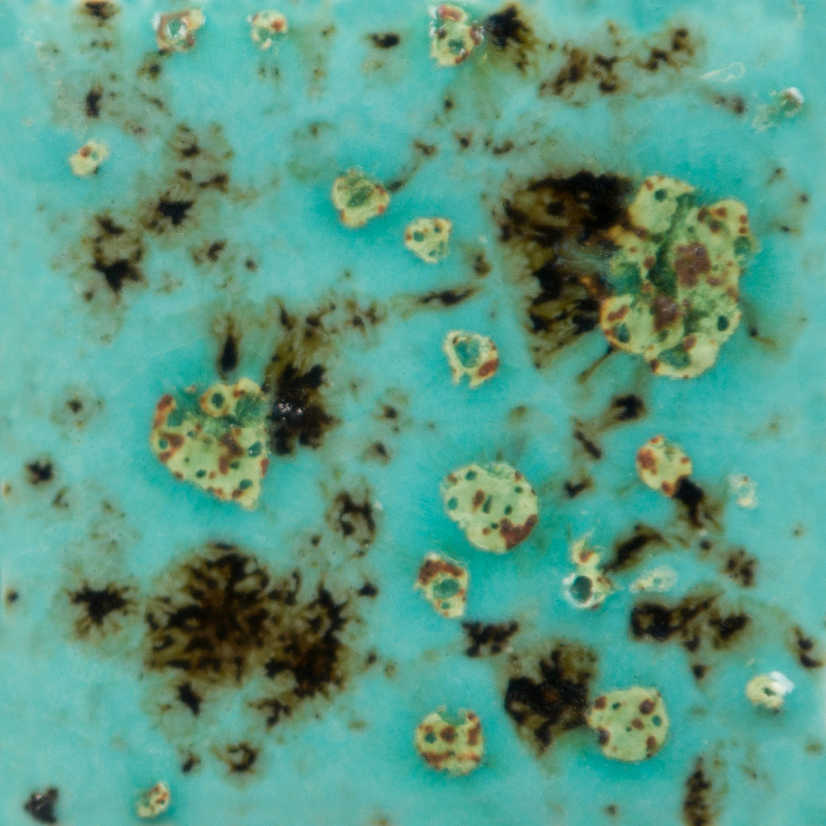 Blue Guppy 1 Blue Guppy - Mayco