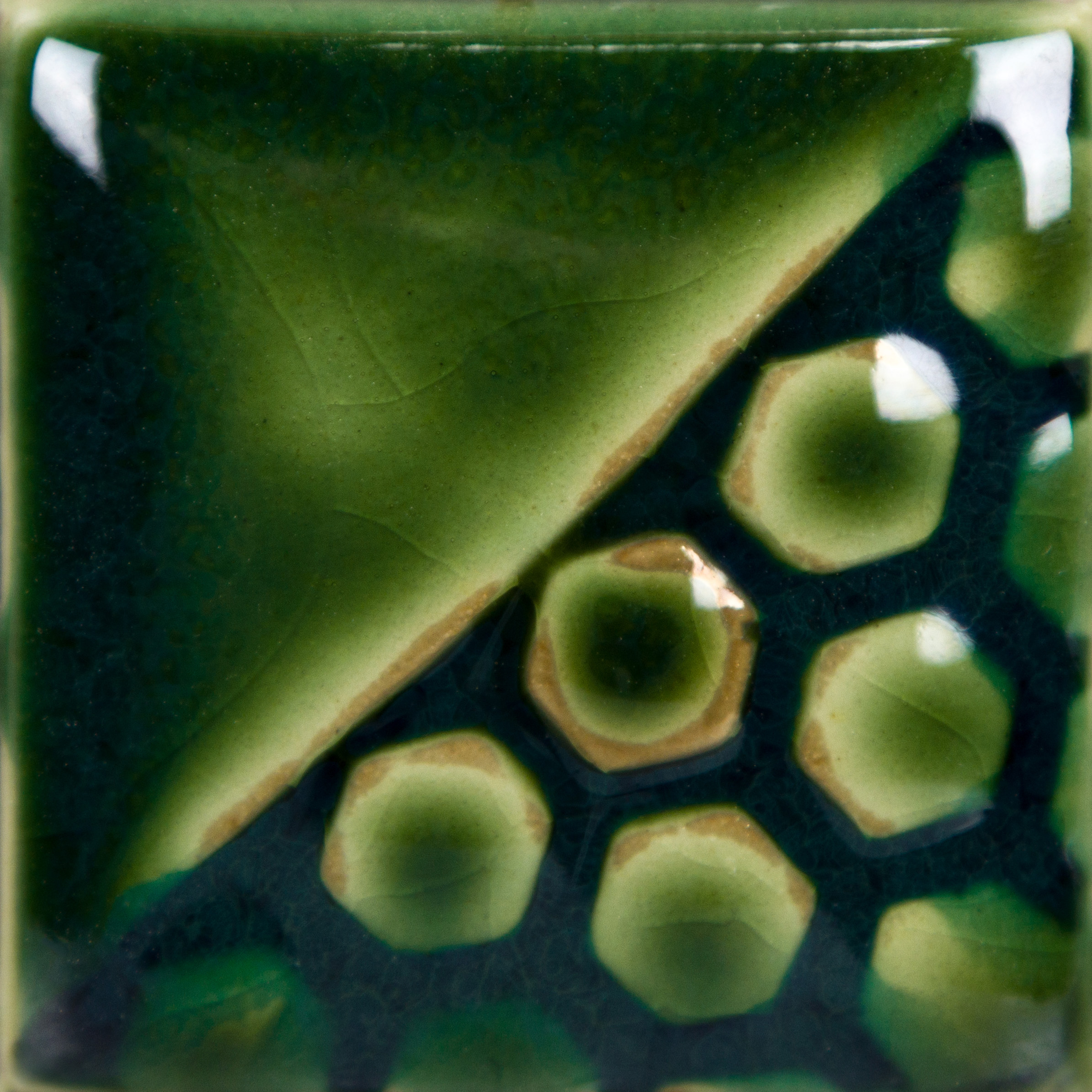 Bluegrass 2 Bluegrass - immagine 2