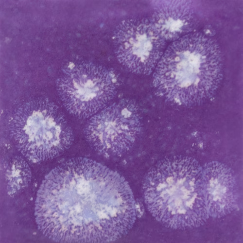 Home 41 Grape Divine - Mayco