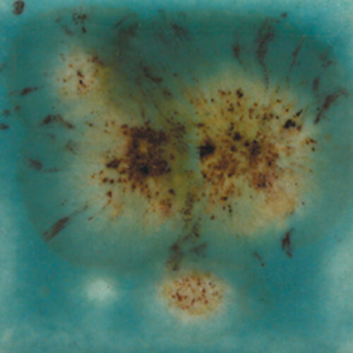 Lotus Blossom - Mayco