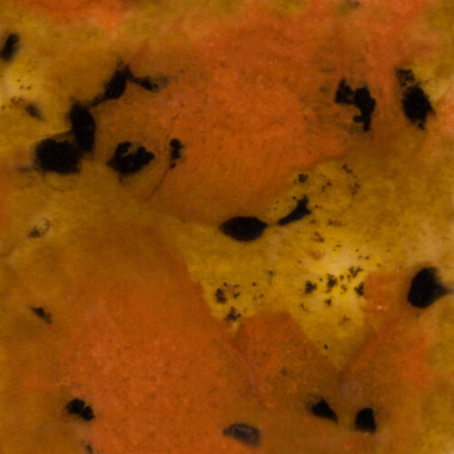 Home 27 Safari - Mayco