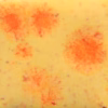 Citrus Splash