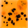 Papaya